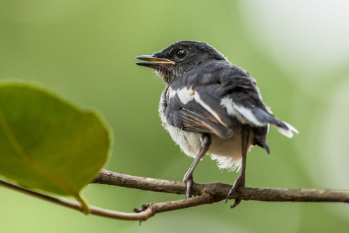 Juvenile Oriental magpie-robin