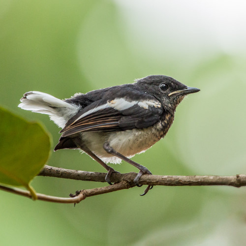 Juvenile Oriental magpie-robin