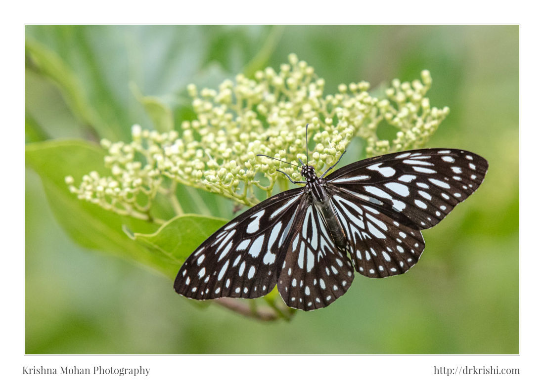 Dark Blue Tiger Butterfly