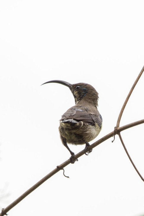 Loten’s Sunbird With Eclipse Plumage