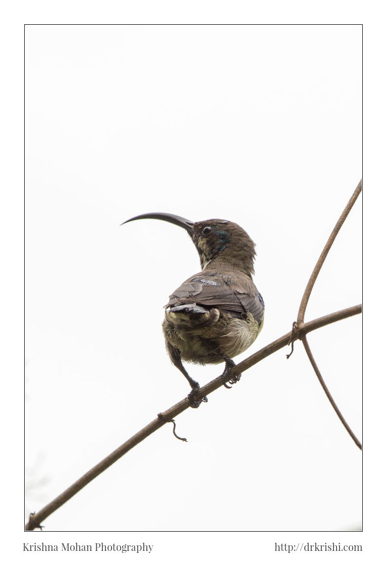 Lotenâ€™s Sunbird With Eclipse Plumage