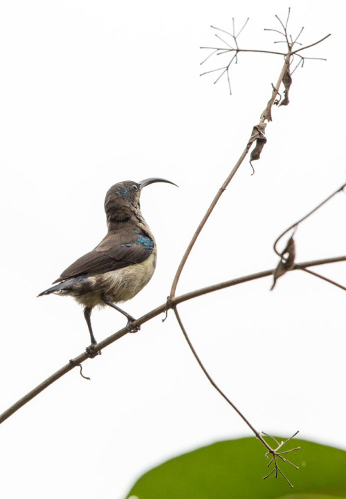 Loten’s Sunbird With Eclipse Plumage