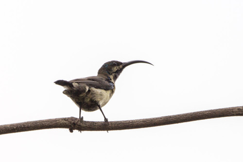 Loten’s Sunbird With Eclipse Plumage