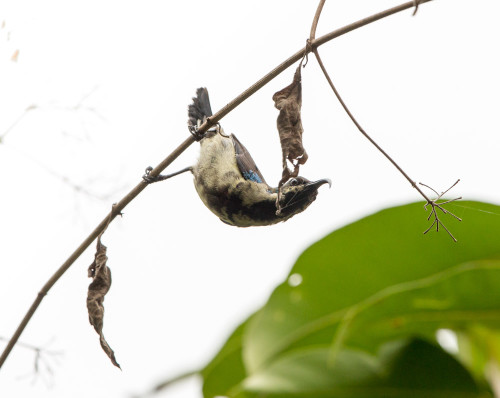 Loten’s Sunbird With Eclipse Plumage