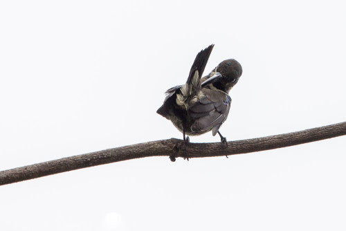 Loten’s Sunbird With Eclipse Plumage