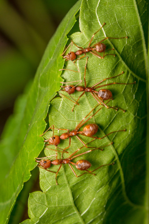 Four workers holding leaf for weaver ant nest