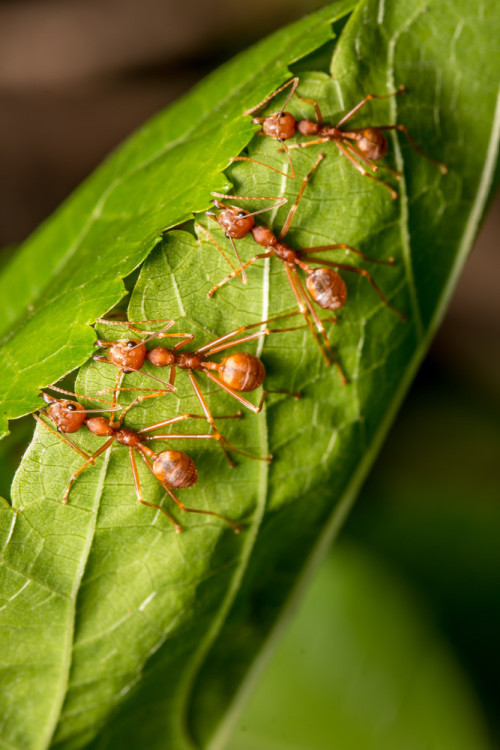 Fourth worker joins the line holding the leaves together