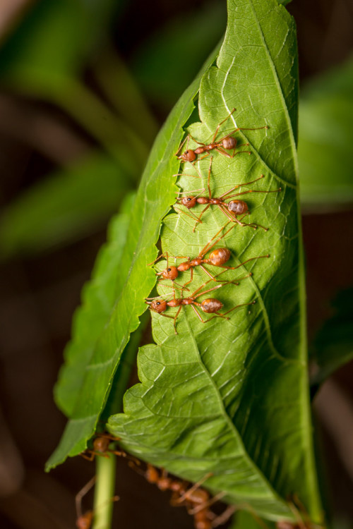 Final formation of four workers holding the leaves