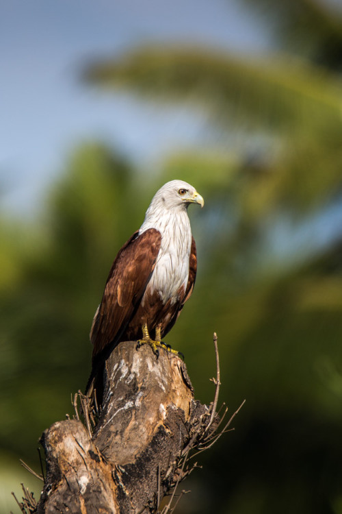 Brahminy Kite at f/8