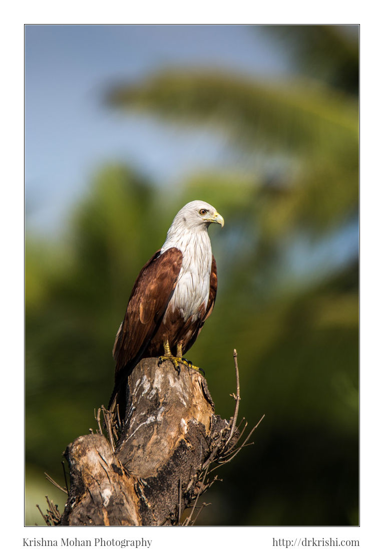 Brahminy Kite at f/8