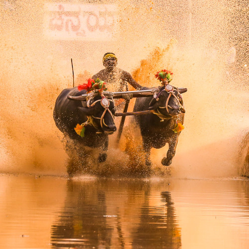 Moodabidri Kambala 2015