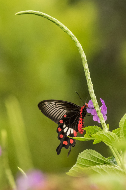 Common Rose (Pachliopta aristolochiae) on Stachytarpheta jamaice