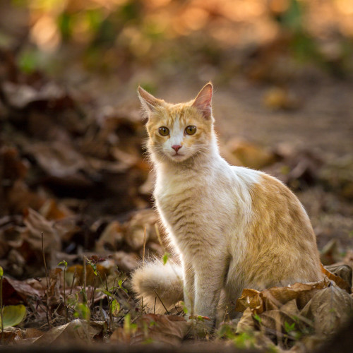 Wild male house cat - Rafiki, in my garden