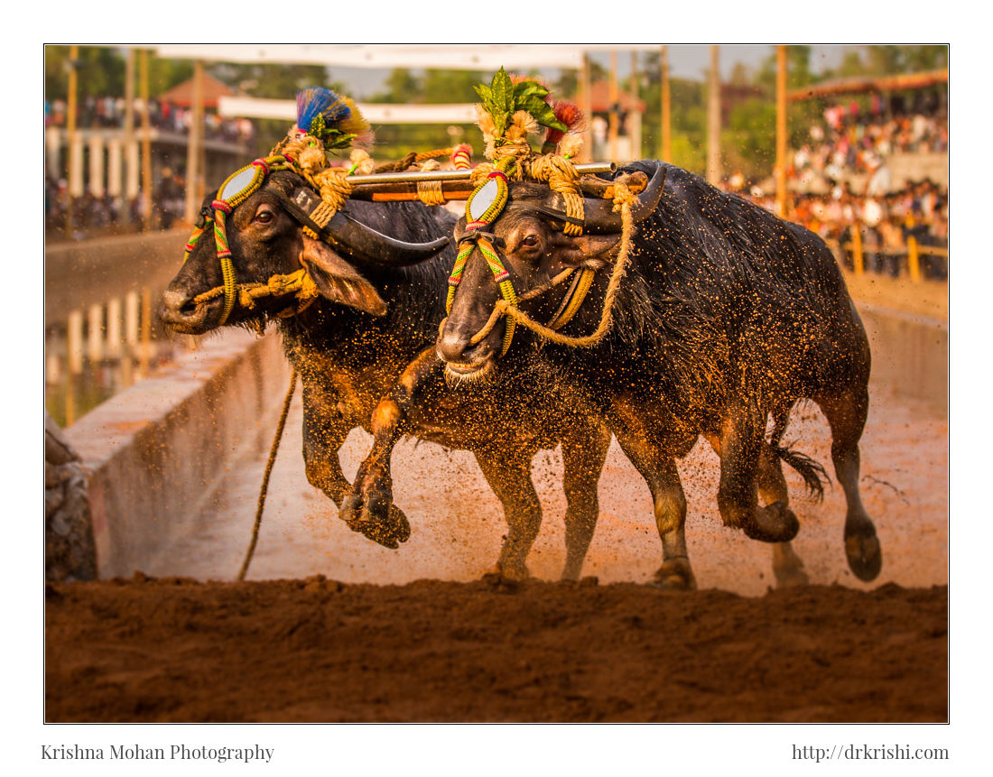 Miyar Kambala 2015