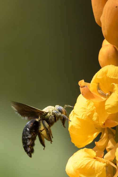 Carpenter Bee using Tamron 150-600