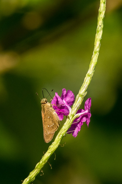 Swift Butterfly using 70-200 f/2.8