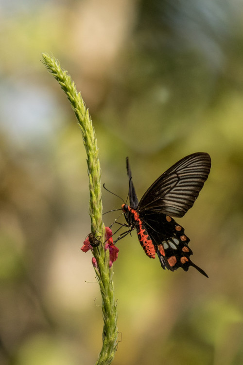 Common Rose (Pachliopta aristolochiae) on Stachytarpheta jamaice