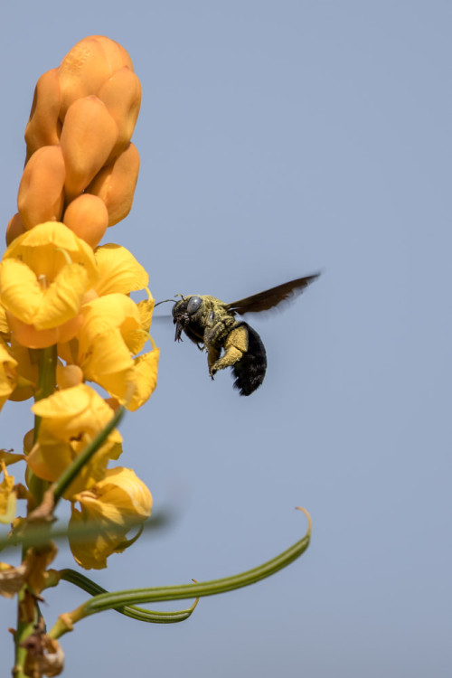 Carpenter Bee using 500mm f/4