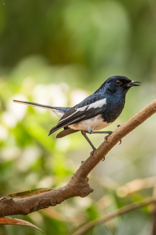 Magpie Robin at 600mm