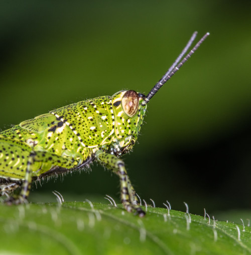 Xenocatantops Grasshopper Nymph