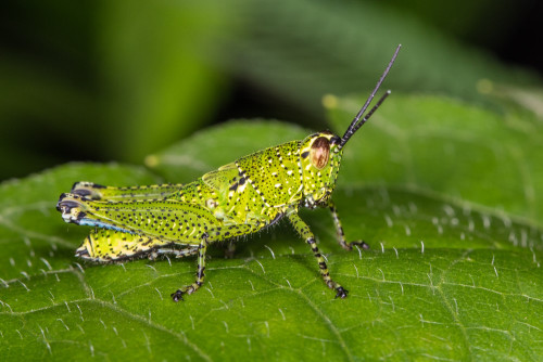 Xenocatantops Grasshopper Nymph