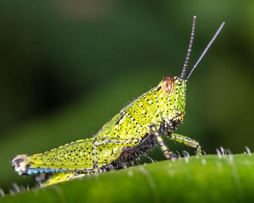 Xenocatantops Grasshopper Nymph