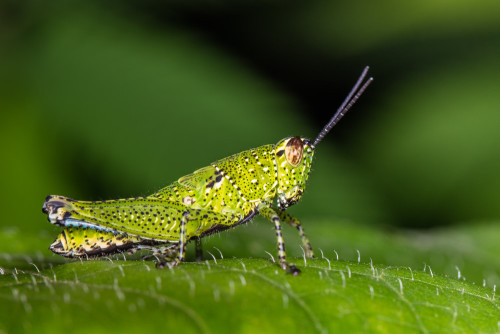 Xenocatantops Grasshopper Nymph