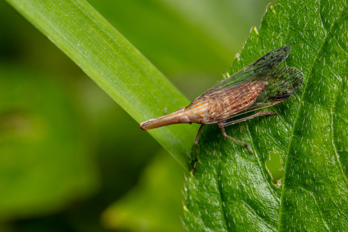 Dictyopharidae Planthopper