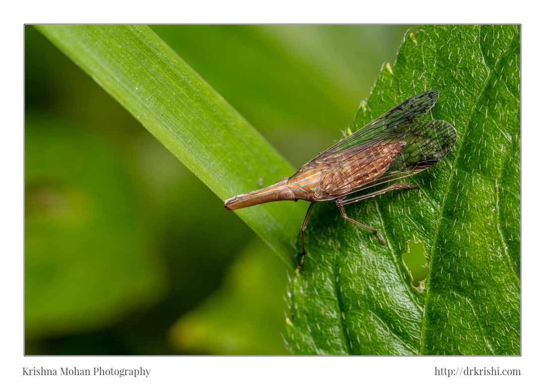 Dictyopharidae Planthopper