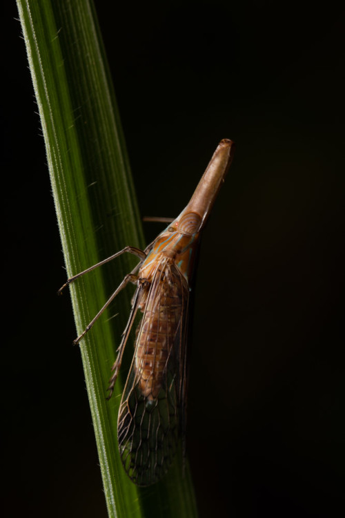 Dictyopharidae Planthopper