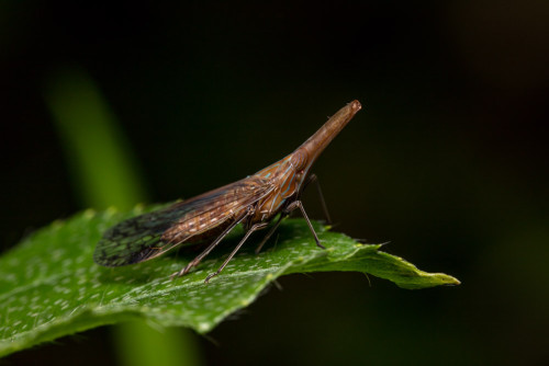 Dictyopharidae Planthopper