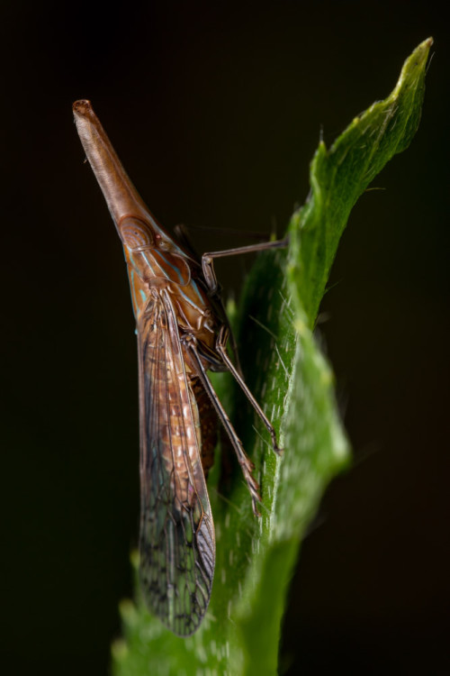 Dictyopharidae Planthopper