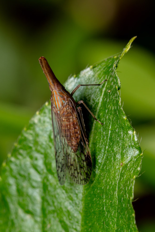 Dictyopharidae Planthopper