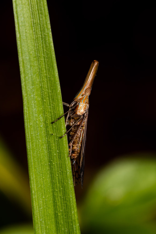 Dictyopharidae Planthopper