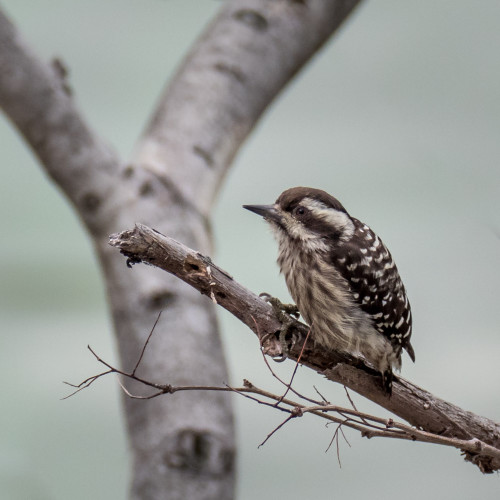 Sunda Pygmy Woodpecker (Picoides moluccensis)