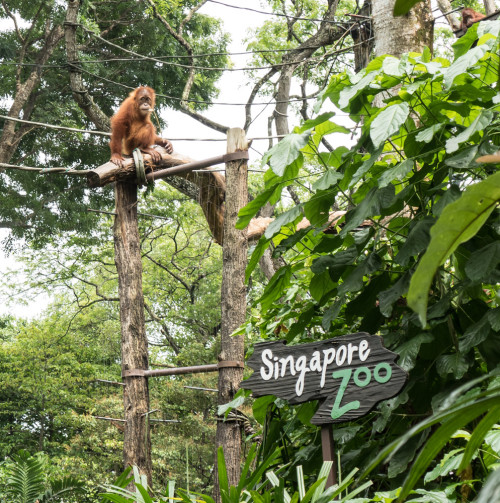 Singapore Zoo