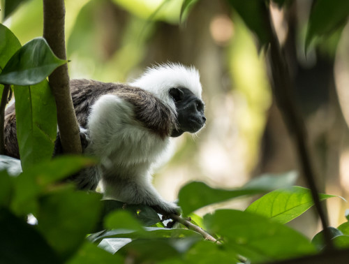 Cotton-top tamarin (Saguinus oedipus)