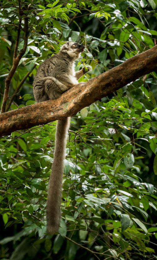 Brown lemur (Eulemur fulvus)