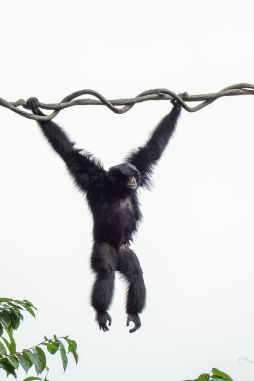 The siamang (Symphalangus syndactylus)