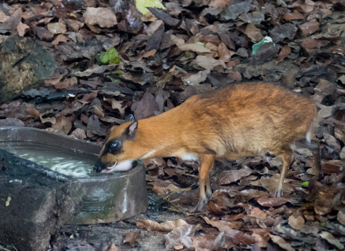 Lesser mouse-deer (Tragulus kanchil)