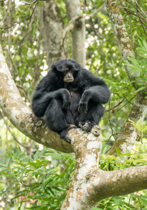 The siamang (Symphalangus syndactylus)