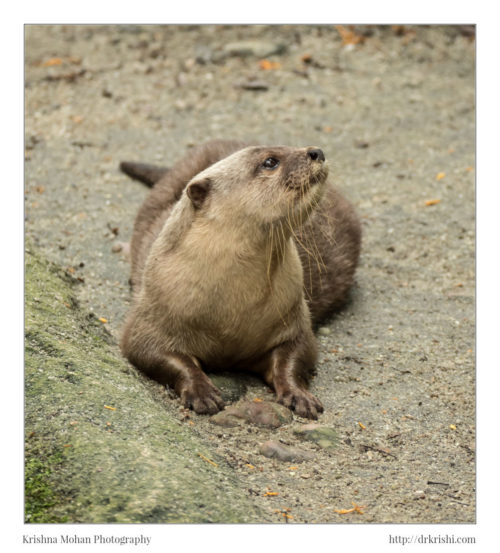 Oriental small-clawed otter (Amblonyx cinerea)