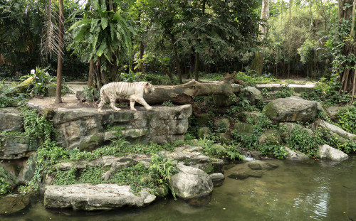 White Tiger (Panthera tigris tigris)