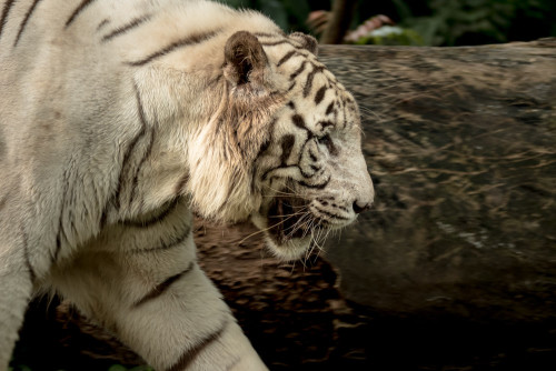 White Tiger (Panthera tigris tigris)