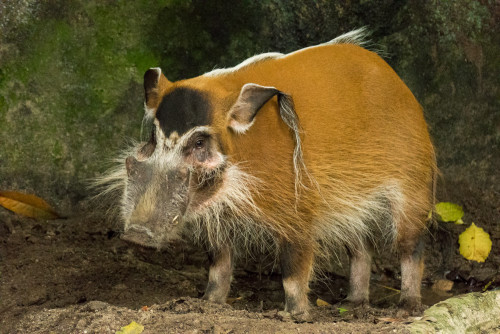 Red River Hog (Potamochoerus porcus)