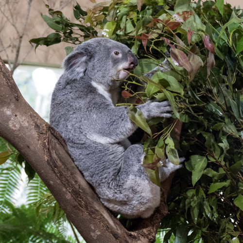 The koala (Phascolarctos cinereus)