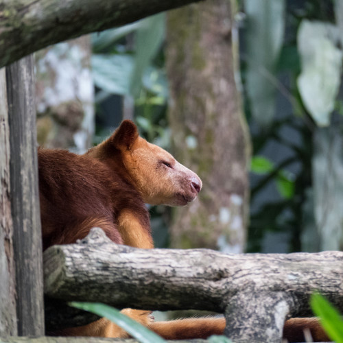 Goodfellow's tree-kangaroo (Dendrolagus goodfellowi)