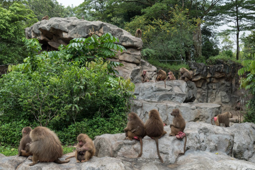 Hamadryas baboon (Papio hamadryas)