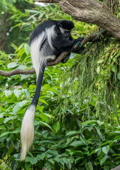 Black and White Colobus Monkey