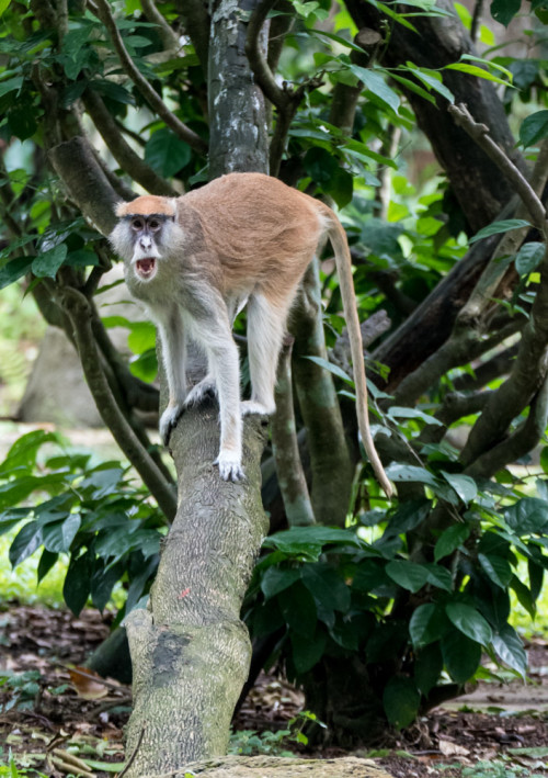 Patas Monkey (Erythrocebus patas)